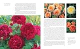 The English Roses: Classic Favorites & New Selections 画像