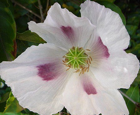 Tasmanian Purple Papaver Somniferum Poppy Seeds 454 Grams