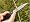www.kampfmesser.com - SOG Einhandmesser Spec-Elite II AUS-8-Stahl Zytel G�rtelclip