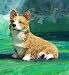 WELSH CORGI Pembroke DOG FIGURINE Sits Resin 541R
