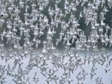 IMAGE OF Flock of Western Sandpipers in Flight Premium Photographic Poster Print by Momatiuk & Eastcott , 18x24