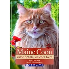 Maine Coon: Wilde Schale, weicher Kern