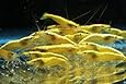 6 Neon Yellow Live Freshwater Aquarium Shrimp by SoShrimp