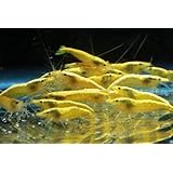 6 Neon Yellow Live Freshwater Aquarium Shrimp by SoShrimp
