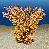 ACROPORA FLORIDA XL, beige