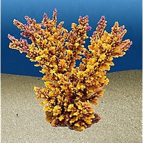 Nature`s Image Branching Acropora: GOLDEN: 6in x 4 inch x 6in (Acropora florida) Coral Reproduction by