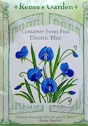 Container Electric Blue Sweet Peas Seeds