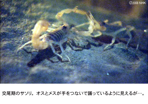 Cover image : ファーブル昆虫記 南仏・愛しき小宇宙 DVD-BOX