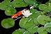 Fishes - 24