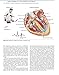 Netter's Cardiology (Netter Clinical Science)