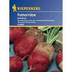 Futterr�ben Runkelr�ben Eckdorot