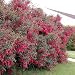 *RARE*GIANT HARDY MAGELLANICA FUCHSIA *15 SEEDS*E~Z GROW*SHOWY*EXOTIC*Z-3#1147-A