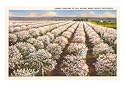 Cherry Orchard, Door County, Wisconsin Art Poster Print, 18x13