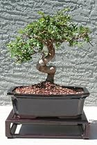M&M BONSAI CHINESE ELM BONSAI TREE