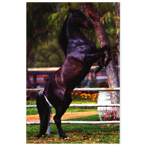 Black Horse - Inspirational Posters - 24 x 36 Black Horse - Inspirational Posters - 24 x 36