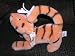 Disney Plush Classic Tigger with Bug on Tail by Gund from Winnie the Pooh