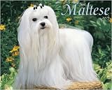 Just Maltese 2009 Calendar From Willow Creek