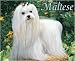   - Just Maltese 2009 Calendar From Willow Creek