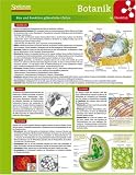 Lerntafel: Botanik im �berblick (Lerntafeln Biologie) - Lerntafeln Biologie