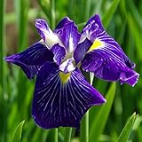 花菖蒲「碧影」