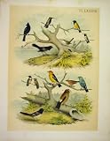 12 UNIQUE BIRDS STUDER-JASPER BIRDS OF AMERICA 1878