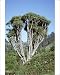 Photographic Prints of Jlmo-2660 Dragon Tree from Ardea Wildlife Pets