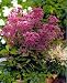 Phantom Jo-Pye Weed - Eupatorium - COMPACT - NEW - Potted