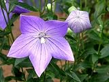Amazon / Hirt's: Balloon Flower-50 Seeds, 175 mg-Platycodon-Perennial
