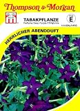 Ziertabak Perfume Deep Purple F1 Hybride