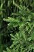 A Fresh Green Fir Bough on a Dark Background. - 36H x 24W - Peel and Stick Wall Decal by Wallmonkeys