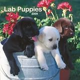 Labrador Retriever Puppies 2009 Wall Calendar 12 X 12