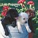 Labrador Retriever Puppies 2009 Wall Calendar 12 X 12