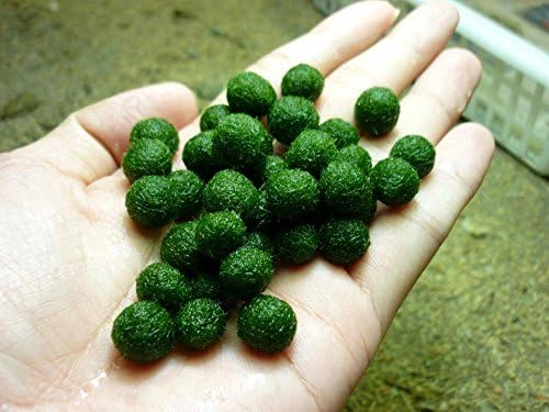 1 Nano Marimo Moss Ball By OMG Aquatics