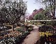 Along a Beautiful Path in Springtime at Virginia's Mount Vernon - Soothing 16"x20" Photographic Print by Carol M. Highsmith