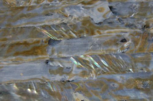 Freshwater Gold Spot Shell Adhesive Veneer Sheet