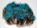 FeatherStore Peacock Plumage Feathers, Blue Hairy, 100 Pieces