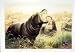 C1990 Mammals Wild Hippopotamus Amphibius Hand Coloured