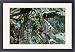 Framed Prints of MAB-401 Bananas - stalk with bunch of green bananas on tree with terminal flower from Ardea Wildlife Pets