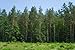 Cone Forest Panorama Wall of Trees Evergreen Summer Time - 24W x 16H - Peel and Stick Wall Decal by Wallmonkeys