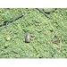 Search : Foliage, Spring Mountain Meadow 60cu in