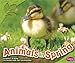 Animals in Spring (All About Spring)