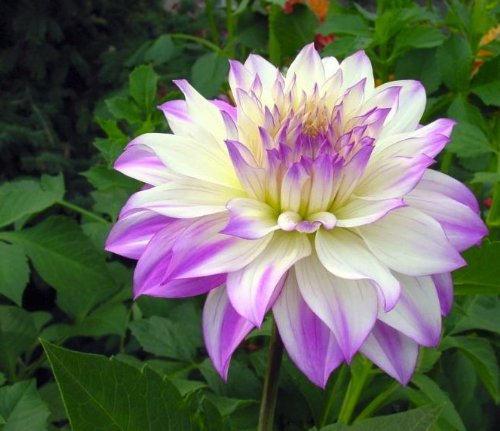 Ferncliff Illusion Dahlia Seeds