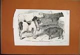 1856 ANTRIM PIG CHAROLAIS BULL BROWN SCHWITZ BLACK ANGU