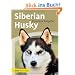 Siberian Husky