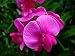 Purple Passion Sweet Pea Lathyrus 20 Seeds 3.5 Grams