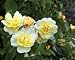 Photographic Prints of Golden Flower Carpet from Ros Drinkwater