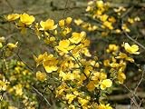Kerria japonica Golden Guinea 3L