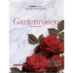 Moderne Gartenrosen