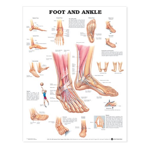Foot and Ankle Anatomical Chart