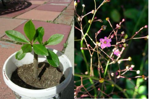 Two Years Red Korean Ginseng Plant, P8801